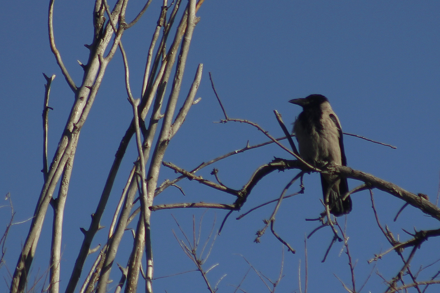 Hooded Crow